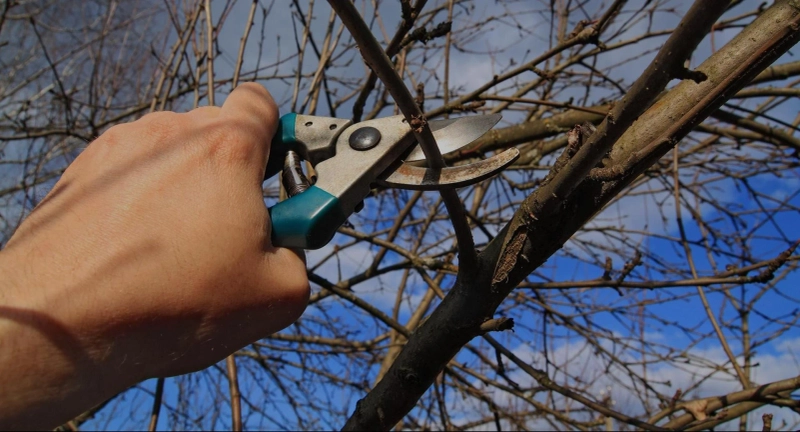 Looking for Tree Services in Tauranga