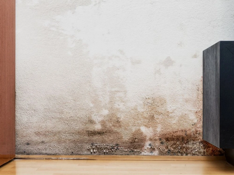 Why Mold and Water Damage Require Professional Attention in Northern Virginia