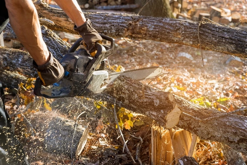 The Art of Tree Removal: Safeguarding Safety and Transforming Urban Spaces