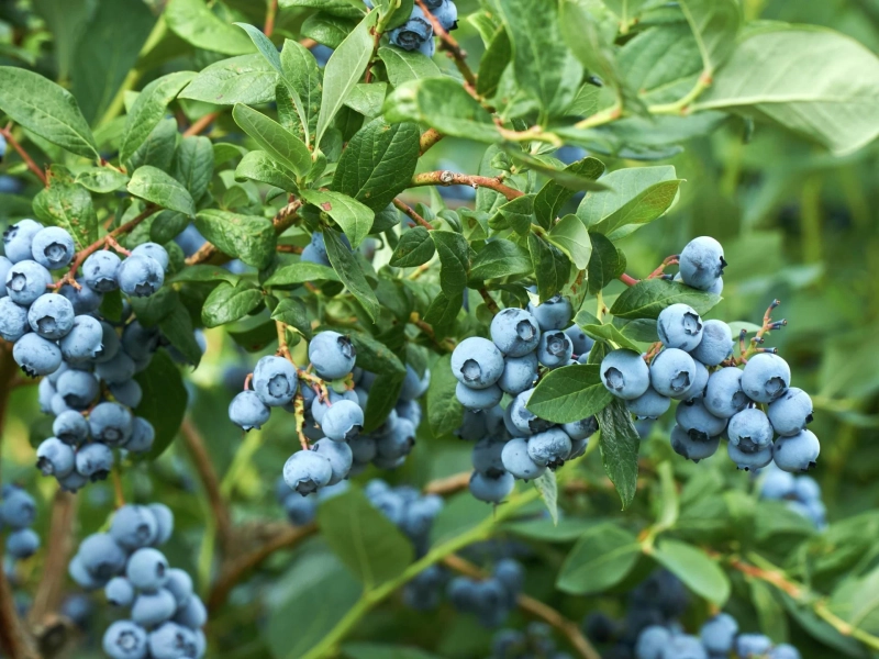 How to Grow Blueberries