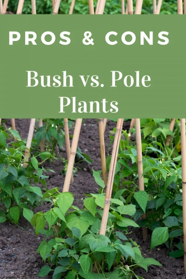 Vegetable Gardening: Bush Vs. Vining Plant Types