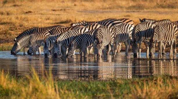 Top-Rated Mombasa Safari Packages for the Luxurious Traveler