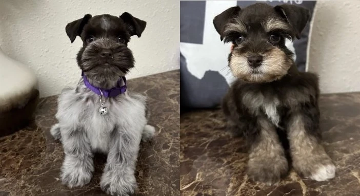 Why Pet Lovers Often Choose Schnauzer Puppies near Me