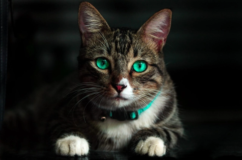 Tips to give the best care to your Captivating Cats