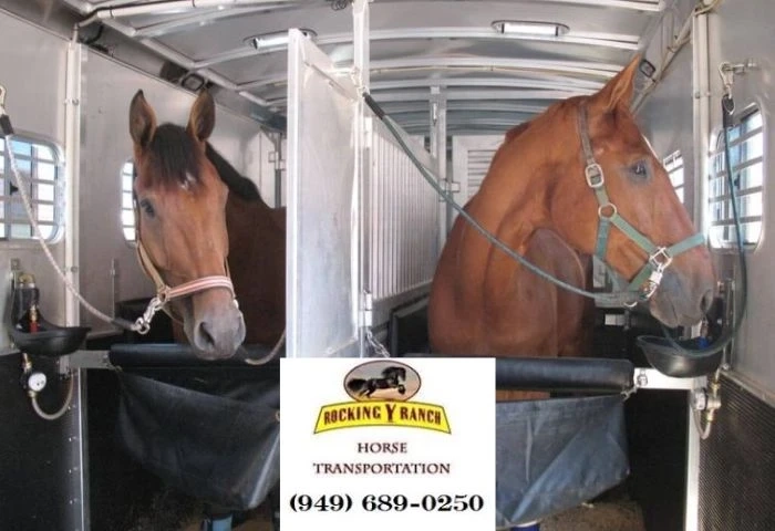 Safe Travels Guaranteed! Top California Horse Transporters for Your Move