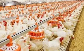 Poultry Keeping Machinery Market Growth Globally During The Forecast Period 2024