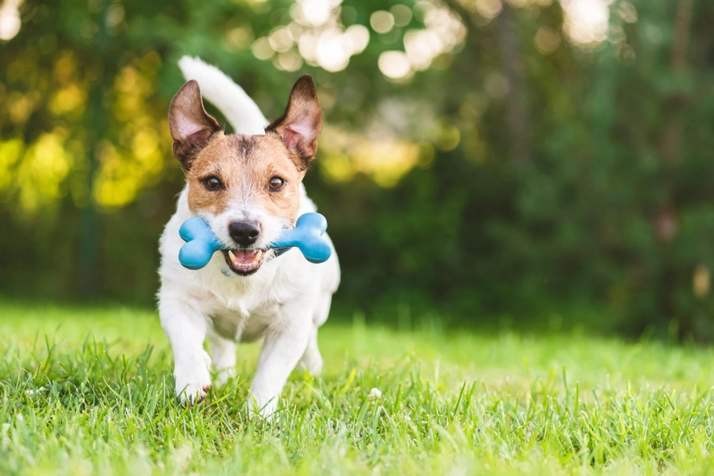 The Benefits Of One-On-One Dog Training Classes