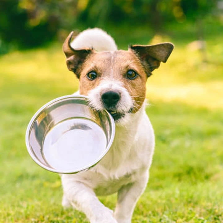 All You Need To Know About High Energy Dog Food
