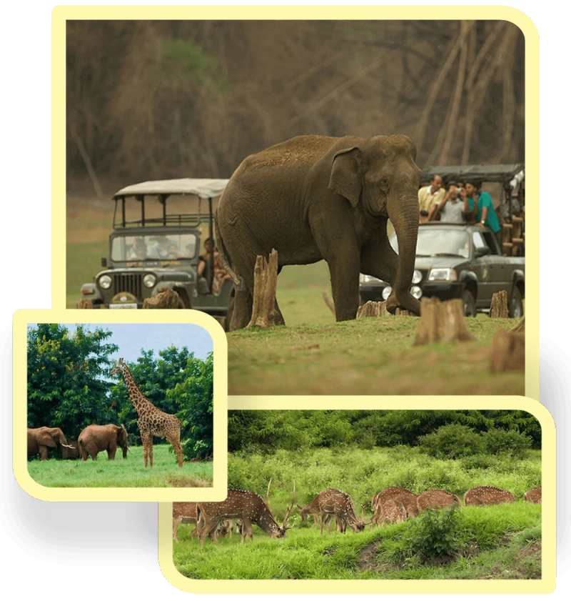 What Makes a Resort in Jungle in Jim Corbett Perfect for Wildlife Lovers?