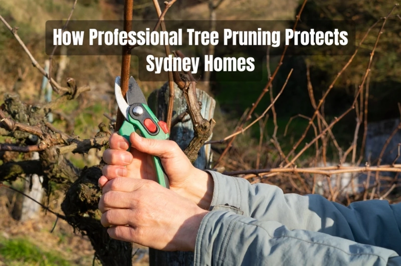How Professional Tree Pruning Protects Sydney Homes