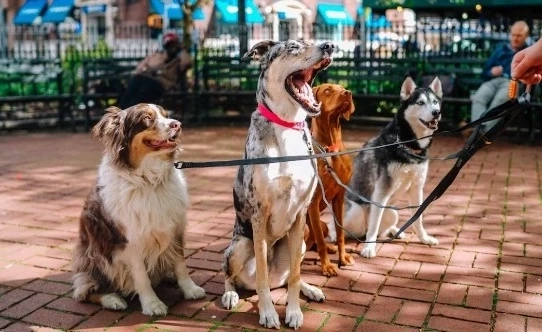 Exploring the Pet Market Revenue, Growth, and Outlook