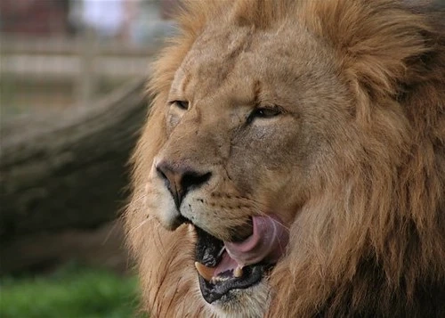 Asiatic Lions Are Living In Girnar Wildlife Sanctuary; Make A Halt Here