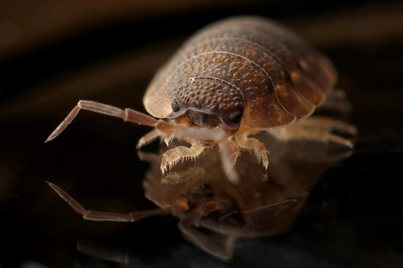 Bed Bug Allergy: Everything You Need to Know About Bed Bug Bites