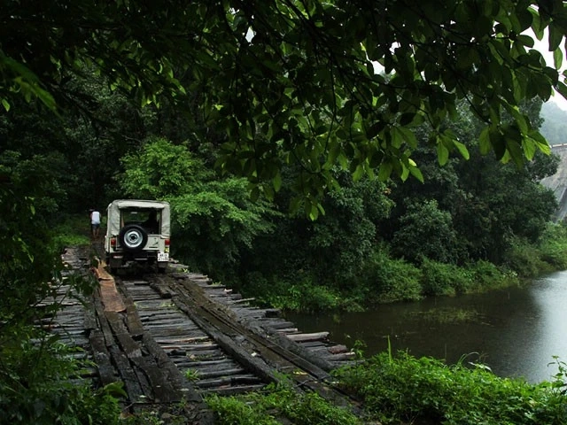 Reasons to Visit a Forest Vacation | Vacation in Nature
