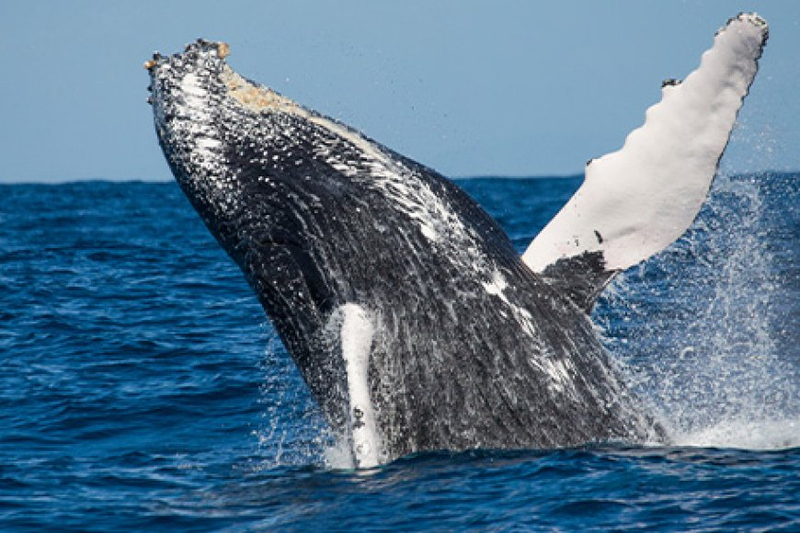 The Sea Calls For the Greatest Adventure - Brisbane Whale Watching Experience!