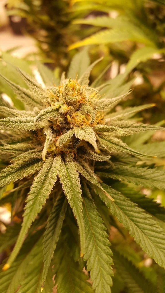 Gmo Cookies Clones Trees Sixty