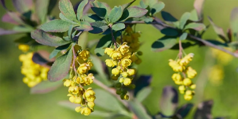 How to Lose Weight with Berberine