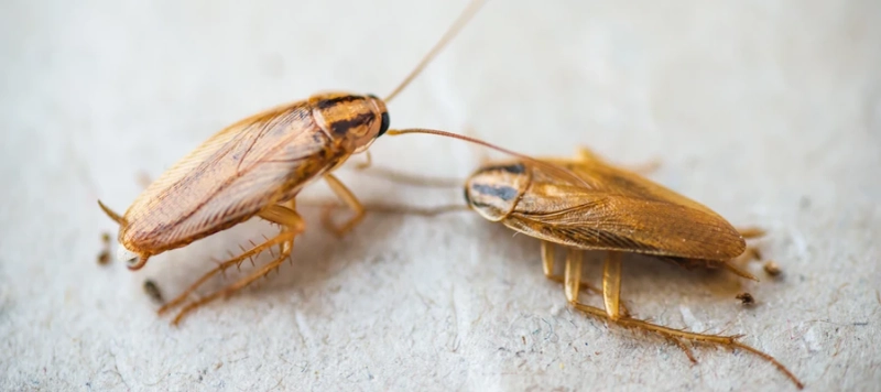 Some easy and simple tips for cockroach removal
