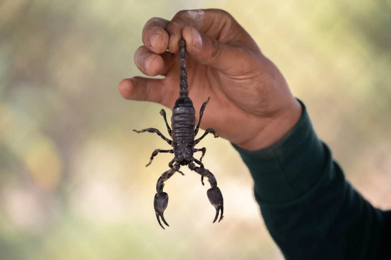 Mastering Scorpion Pest Control: A Complete Guide to Keep Your Home Safe