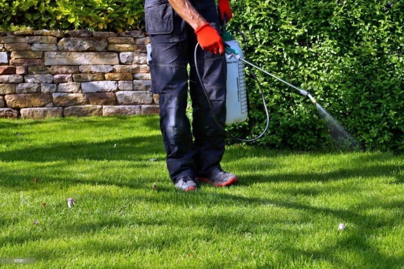 How to Control Pests in Your Home