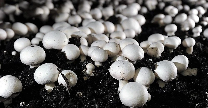 Mushroom Cultivation Market Analysis, Forecast, Opportunity, Share, Growth & Size