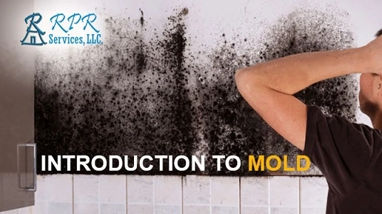 What is mold or discoloration?