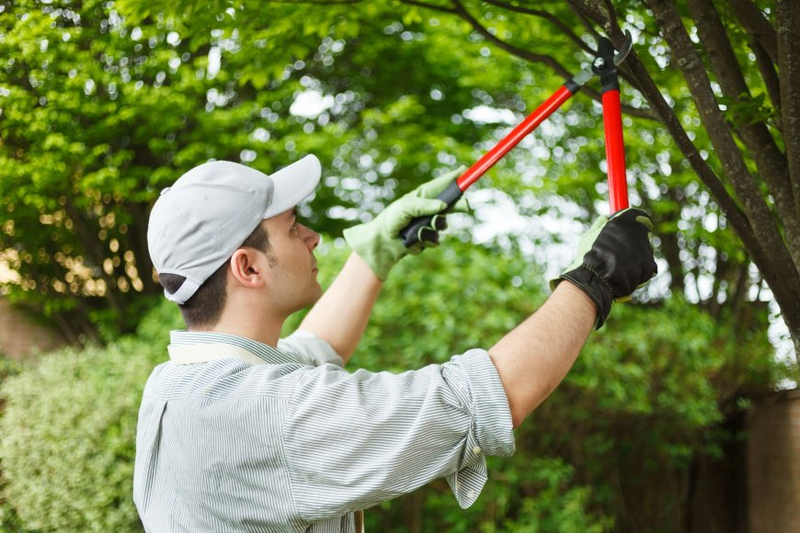 Branching Out: The Rise and Brilliance of Diamond Tree Company
