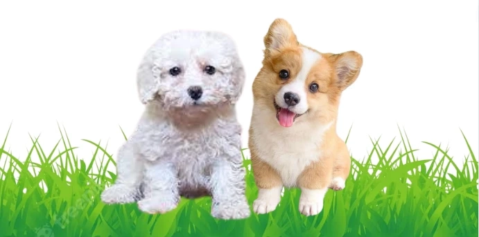 Corgi for Sale Las Vegas: Finding the Perfect Intimate