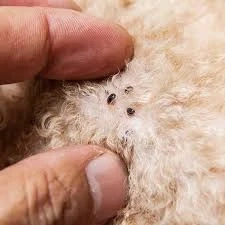 The Itch That Took Over Our Home