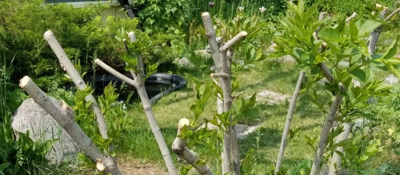 What are the Bad Impacts on Trees of improper pruning?