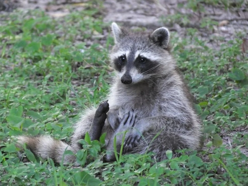 What People Are Saying About Wildlife Removal Services?