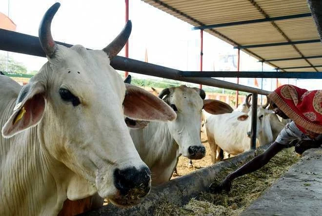 Animal Artificial Insemination Market Trends, Size & Forecast Report to 2030