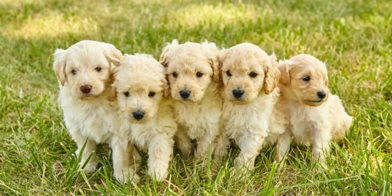 How to Choose the Best Goldendoodle Puppies in South Florida?