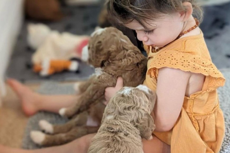 The Ultimate Guide to Goldendoodle Puppies: Everything You Need to Know Before Bringing One Home