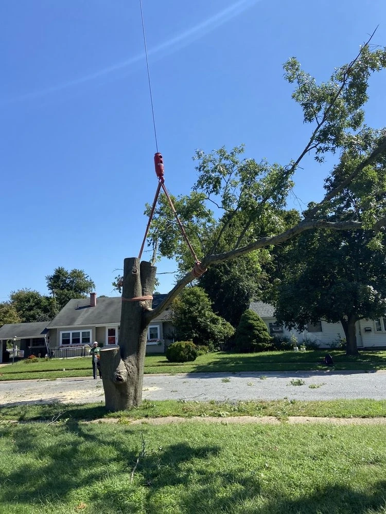 Expert Stump Grinding Services in Strickersville