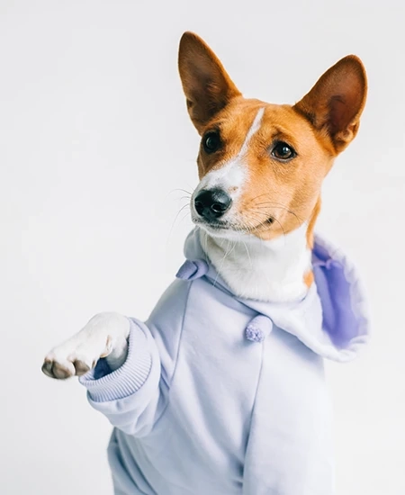How Can I Get My Dog Used to Wearing Clothes?
