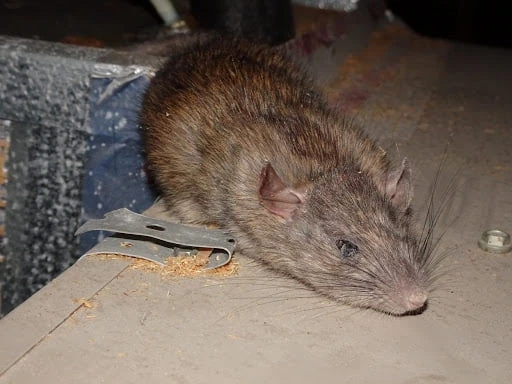 What Is Corby Pest Control?
