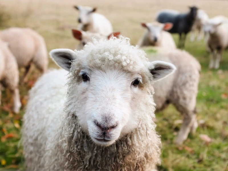 Some Lucrative Livestock Farming Ideas For Business