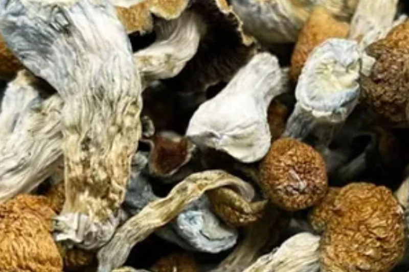 Unique Qualities of Albino Penis Envy Mushrooms!