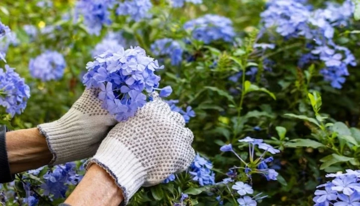 Blue Summer Flowers