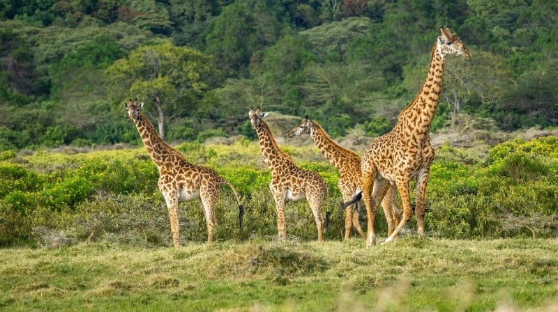 The Ultimate Tanzania Safari Tour: A Journey into the Wild