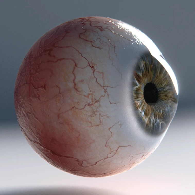 The Human Eye