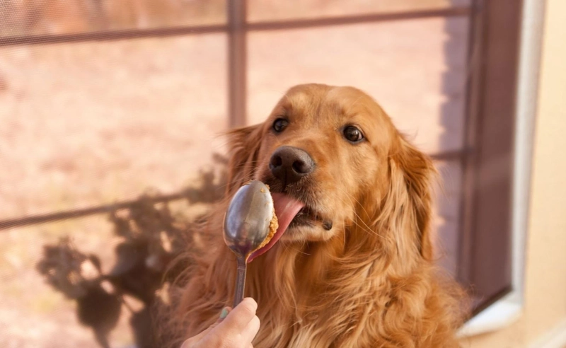 Are Peanuts Good for Dogs?
