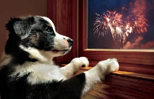 Keeping Your Pet Comfortable During Bonfire Nights