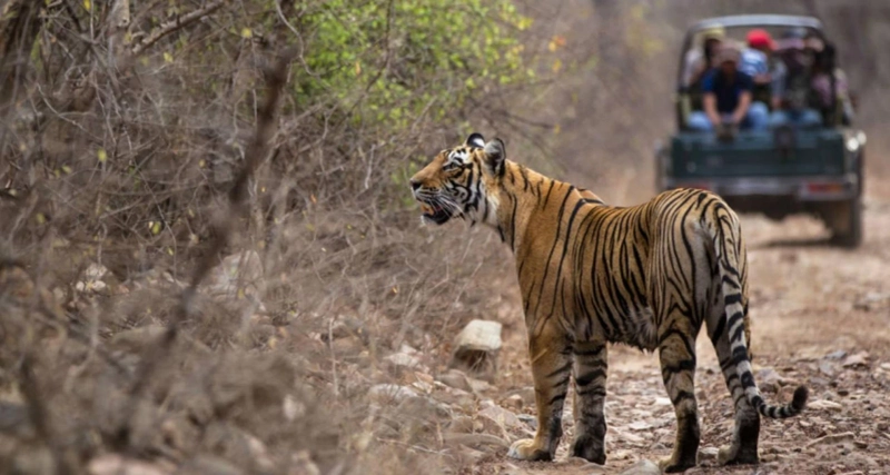 Tiger Safari in India: A Thrilling Wildlife Experience