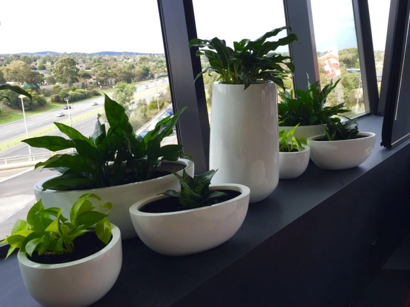 What Are The Best Indoor Plants For Hire Melbourne