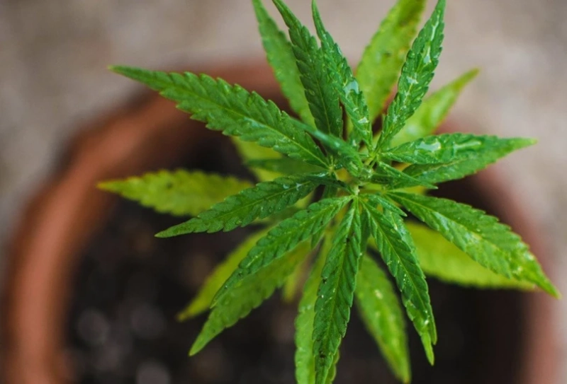 5 Tips to Help Newcomers Create a Relaxing Cannabis Atmosphere