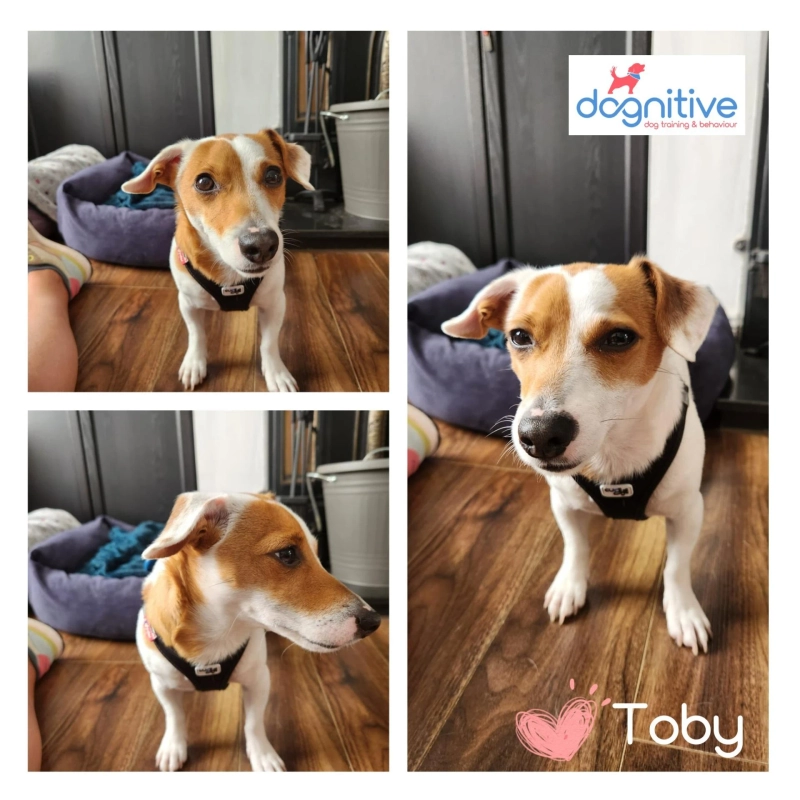 Training Build Obedience and Confidence in Dogs