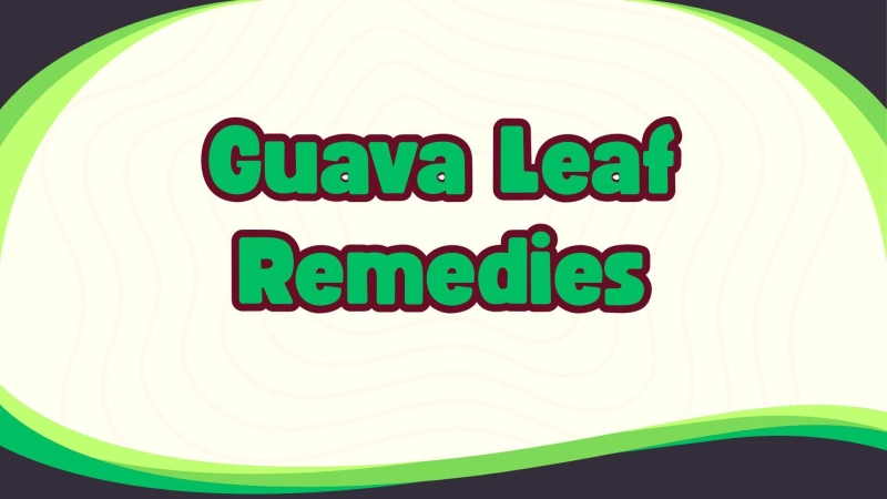 Guava Leaf Remedies for Acne, Pigmentation, and Naturally Clear Skin