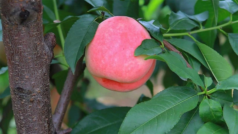 A Complete Guide to Growing Peach Trees in Texas